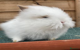 Lionhead rabbits for sale: 2 male left. 6 females  - Image 27
