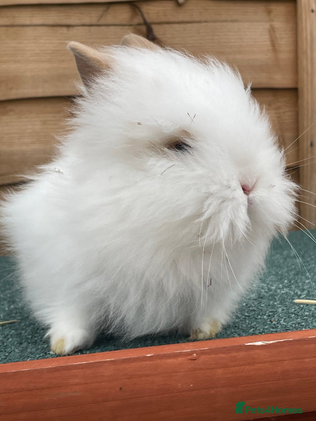Lionhead rabbits for sale: 2 male left. 6 females  - Image 27