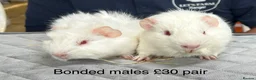 Guinea Pig rodents for sale: Baby guinea pigs for sale  - Advert 4