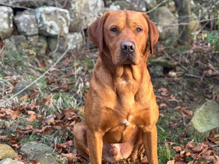 Labrador Retriever dogs 0/0 Hips & elbows fox red labrador in Leyburn - Advert 13