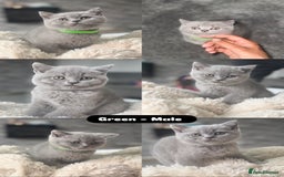 British Shorthair cats for sale: Beautiful British short hair kittens for sale  - Image 2