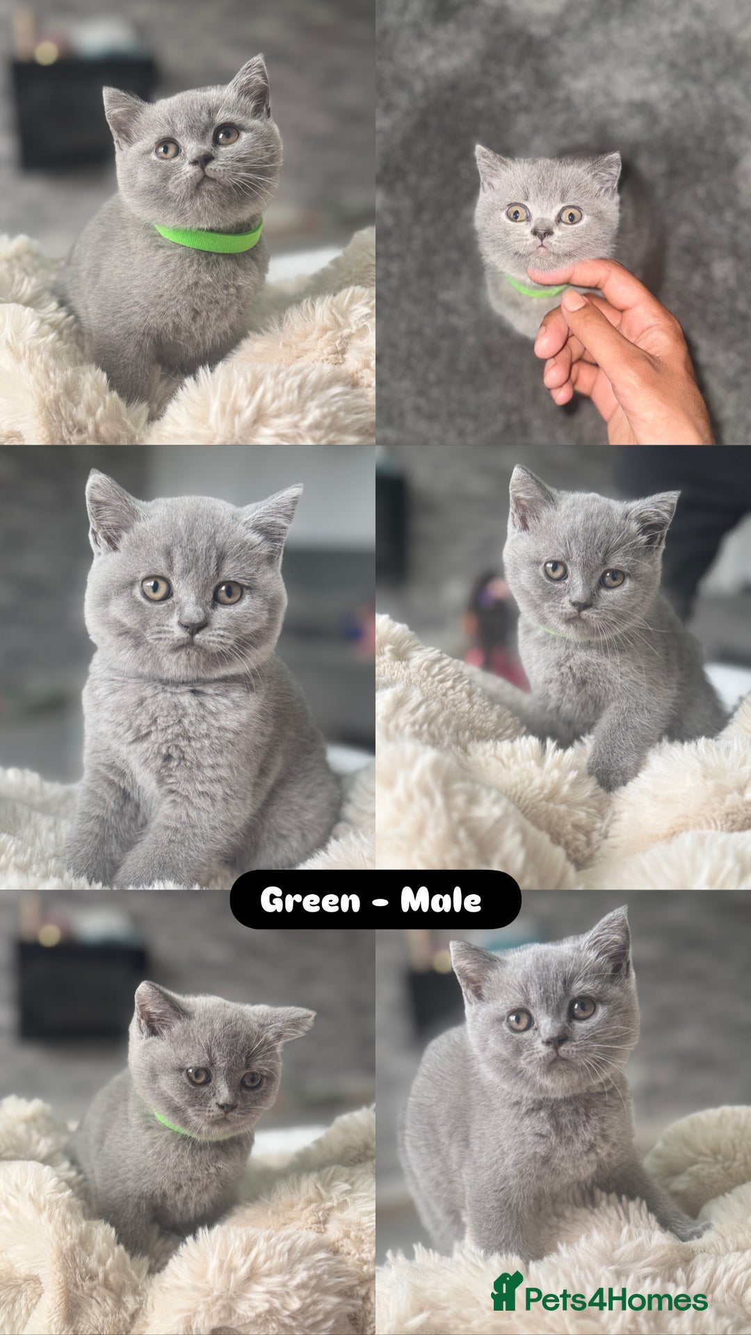 British Shorthair cats for sale: Beautiful British short hair kittens for sale  - Image 2