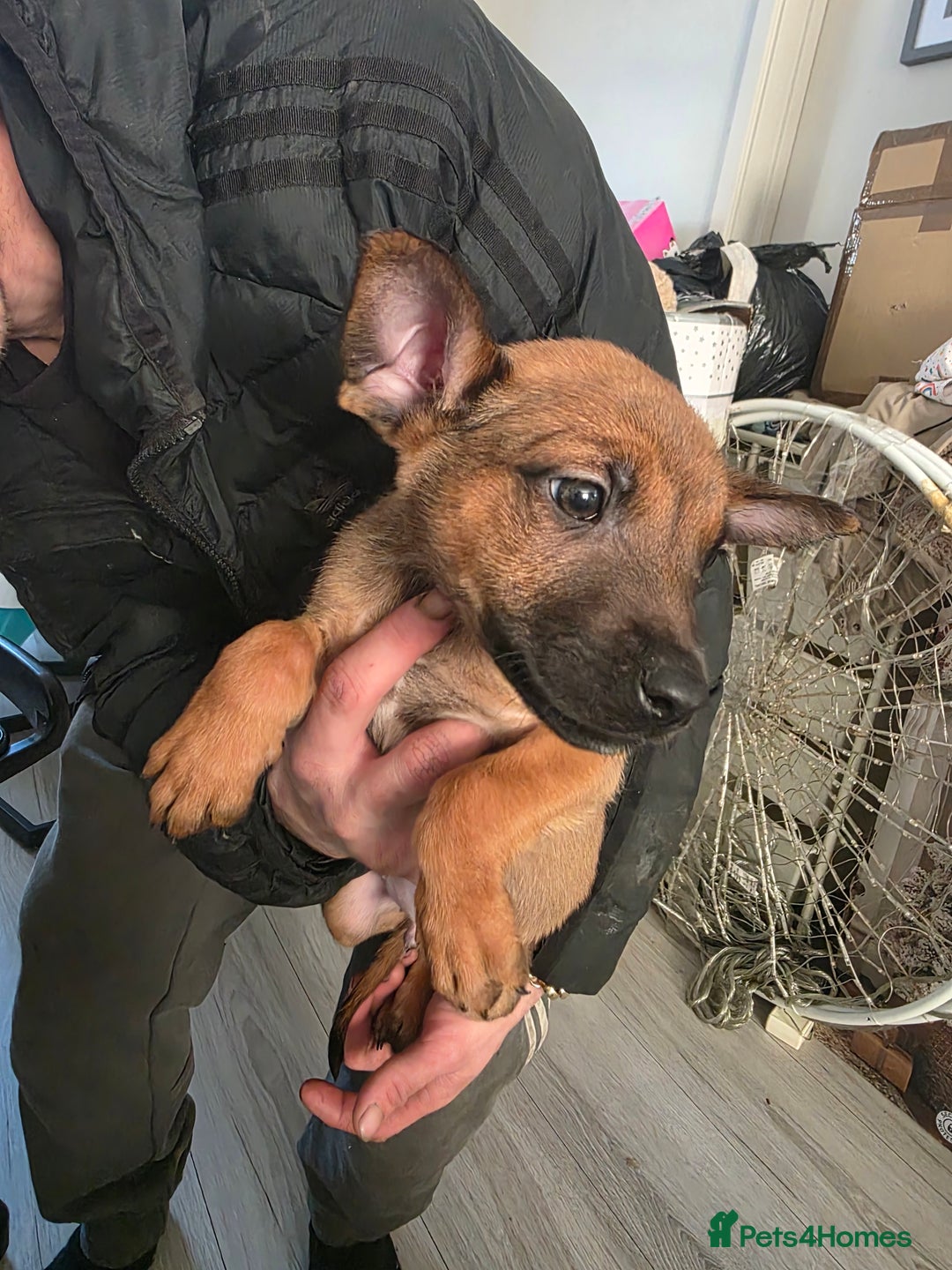 Belgian Shepherd Dog dogs for sale: Belgian malinois - Advert 2