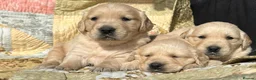 Golden Retriever dogs for sale: Golden Retriever Puppies Ready 13 April in Llandysul - Advert 17