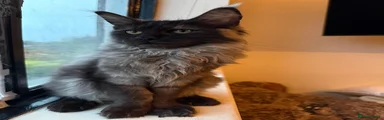 Maine Coon Kitten 1