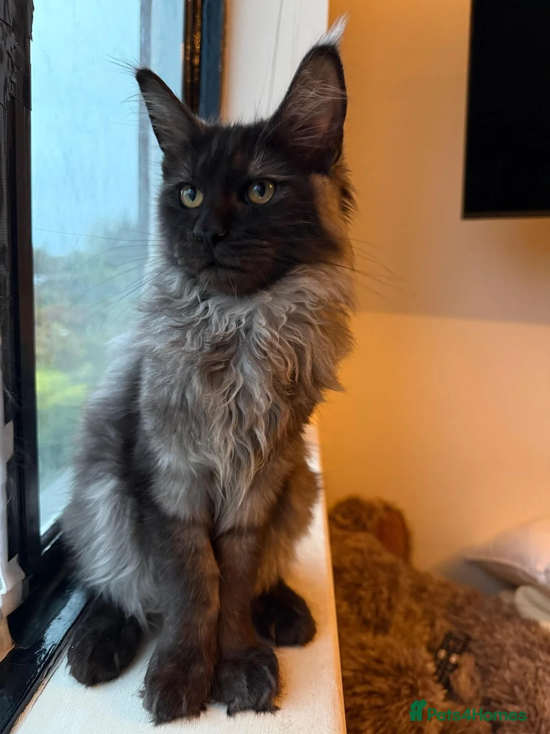 Maine Coon cats for sale: Beautiful Black Smoke Boy - Advert 2