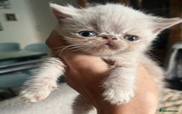 Exotic cats for sale: SHOW QUALITY GCCF REGISTERED KITTENS - Image 9