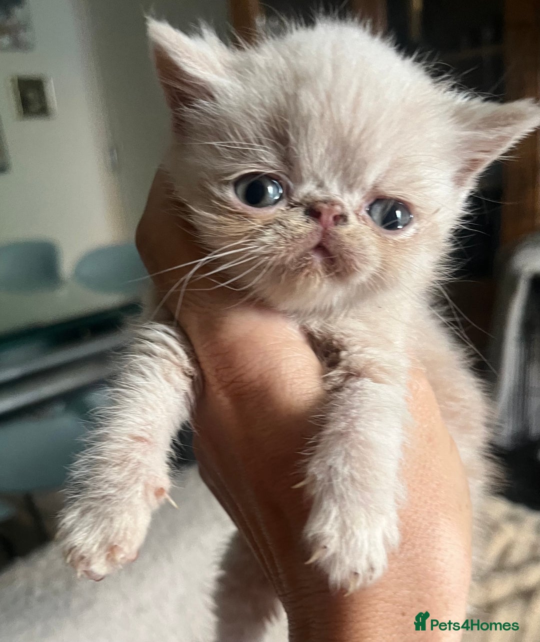 Exotic cats for sale: SHOW QUALITY GCCF REGISTERED KITTENS - Image 9