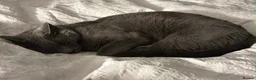 Russian Blue cats for sale: Handsome Russian Blue - 4yrs - Advert 3
