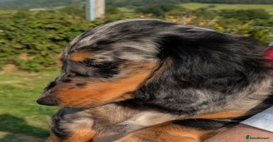Dachshund dogs - Advert 16