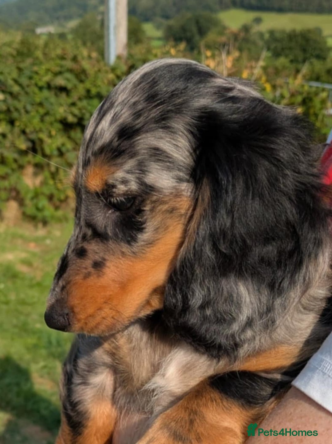 Dachshund dogs for sale: Standard Long Haired Dachshund - Image 3
