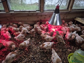 Chickens poultry Warren Chicks - Advert 2