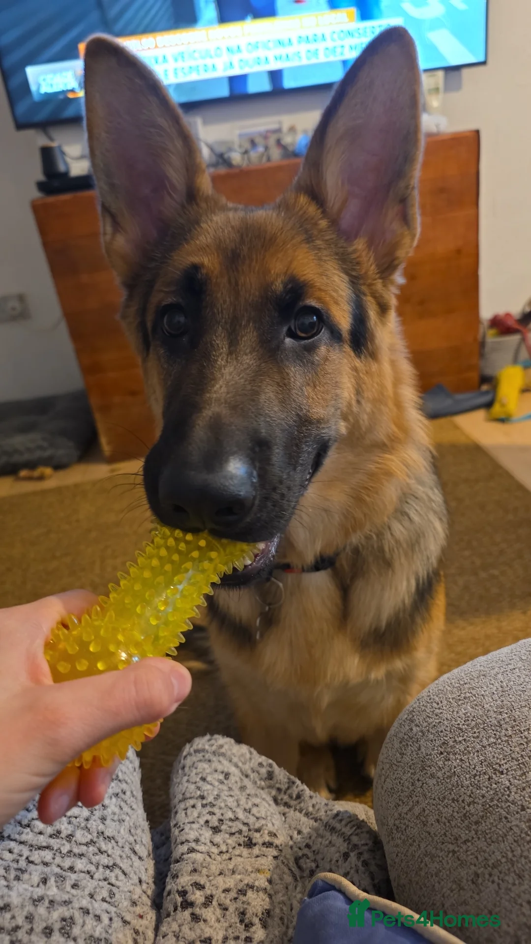 German Shepherd dogs for stud: German shepherd for stud - Advert 4