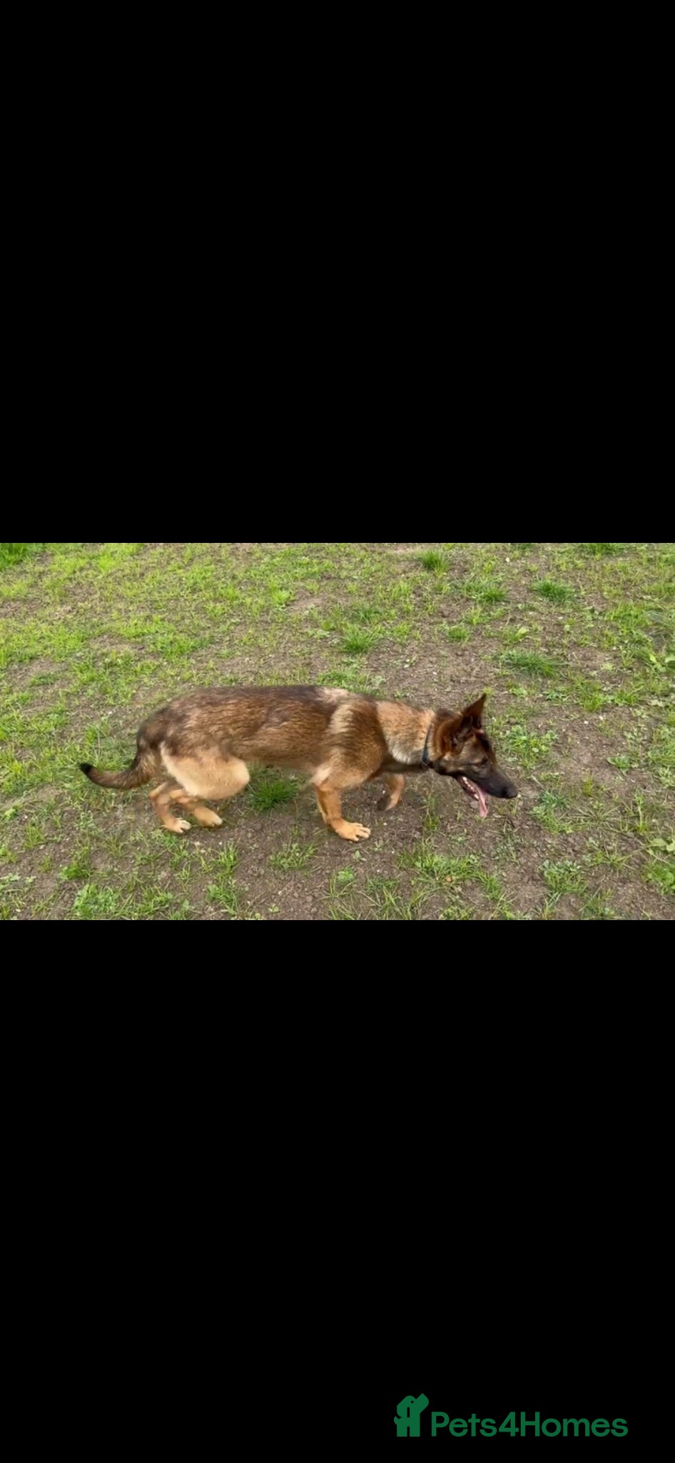 German Shepherd dogs Beautiful Czech shepherd looking for forever home  - Advert 1