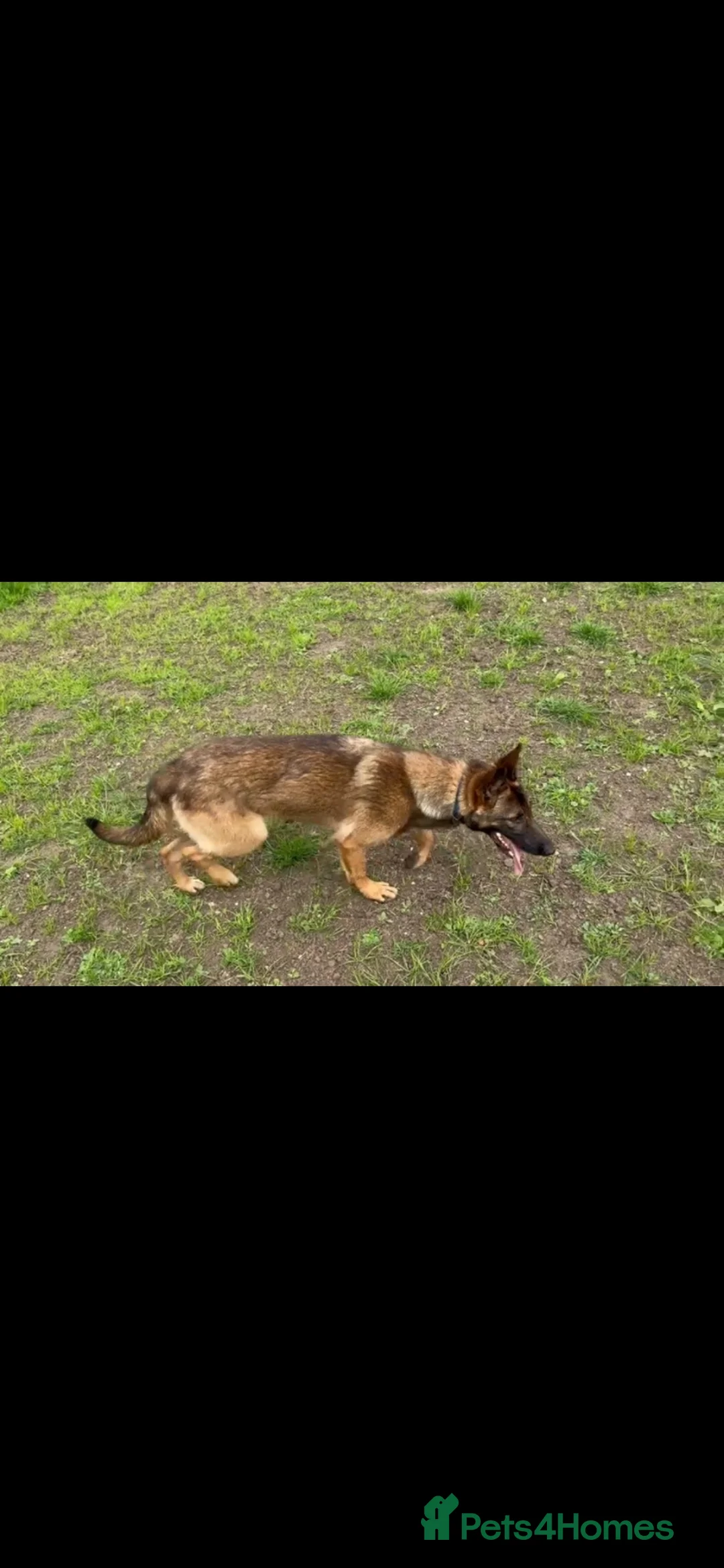 German Shepherd dogs for sale: Beautiful Czech shepherd looking for forever home  - Advert 1