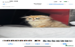 Scottish Fold cats for sale: Scottish Fold Kittens Variety of Colours - Image 18