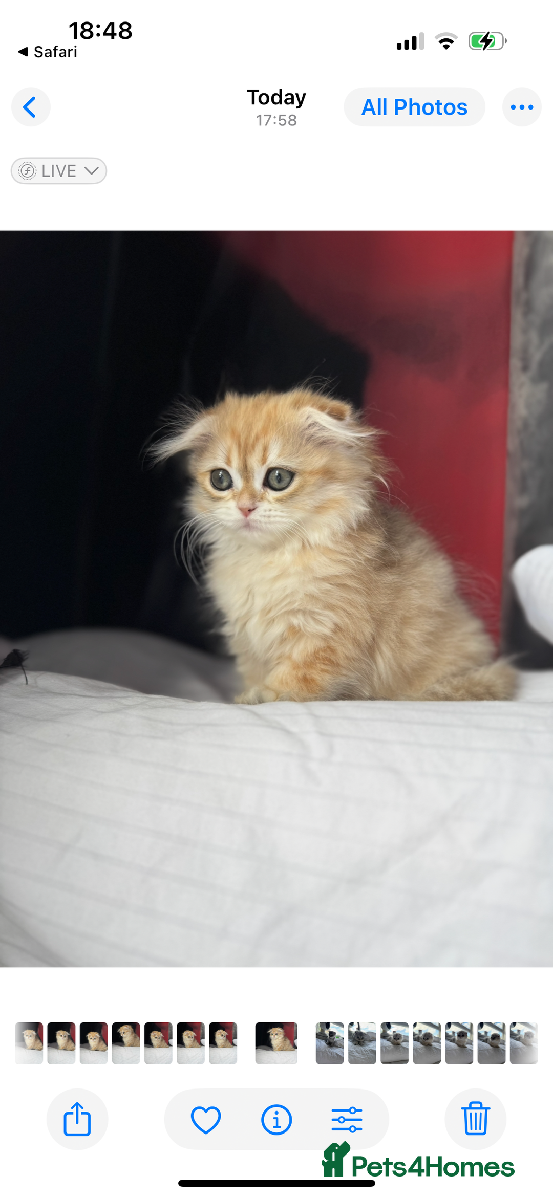 Scottish Fold cats for sale: Scottish Fold Kittens Variety of Colours - Image 18