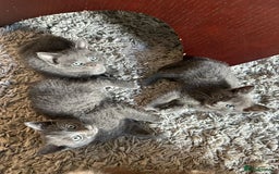 Russian Blue cats for sale: Adorable Silver Grey Russian blue kittens - Image 1