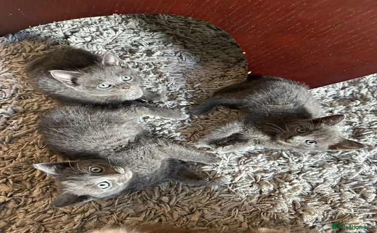 Russian Blue cats - Advert 1