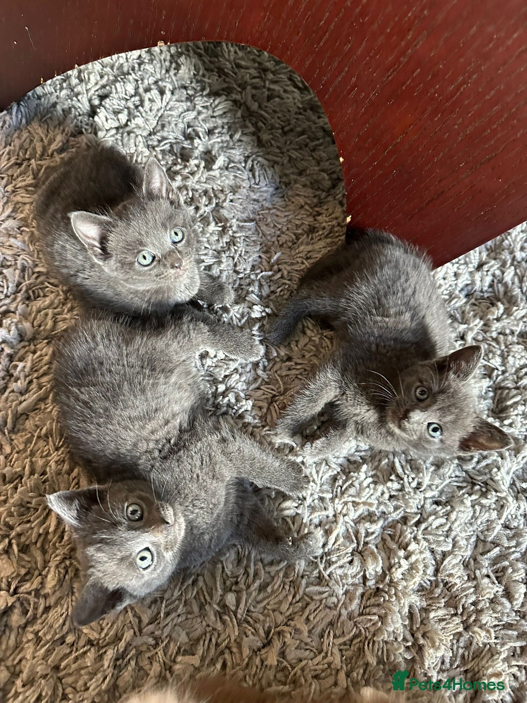 Russian Blue cats for sale: Adorable Silver Grey Russian blue kittens - Image 1