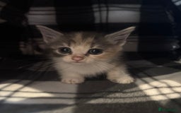 Mixed Breed cats for sale: 3 kittens ready to leave  - Image 1