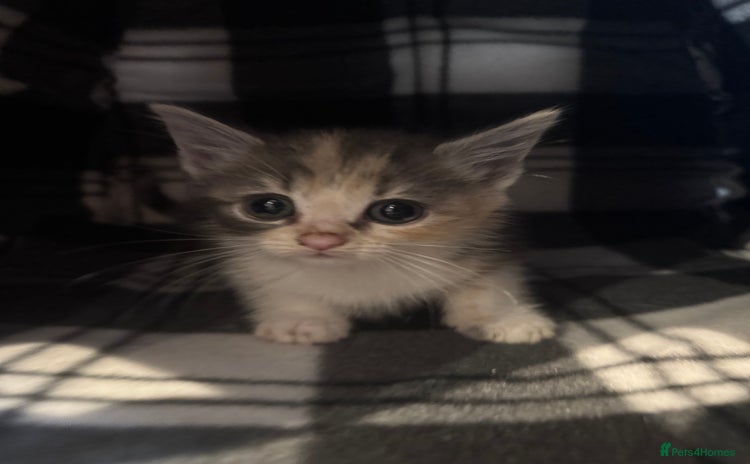 Mixed Breed cats - Advert 7