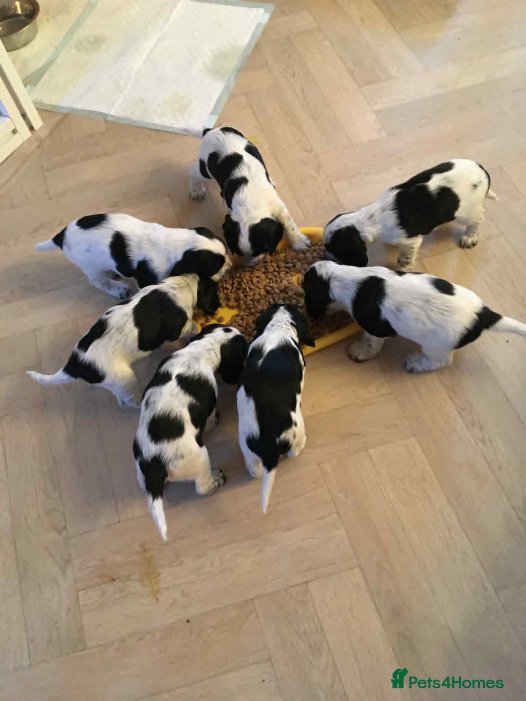 Sprocker dogs for sale: Adorable F1 Sprocker Spaniel Babies.  - Advert 6