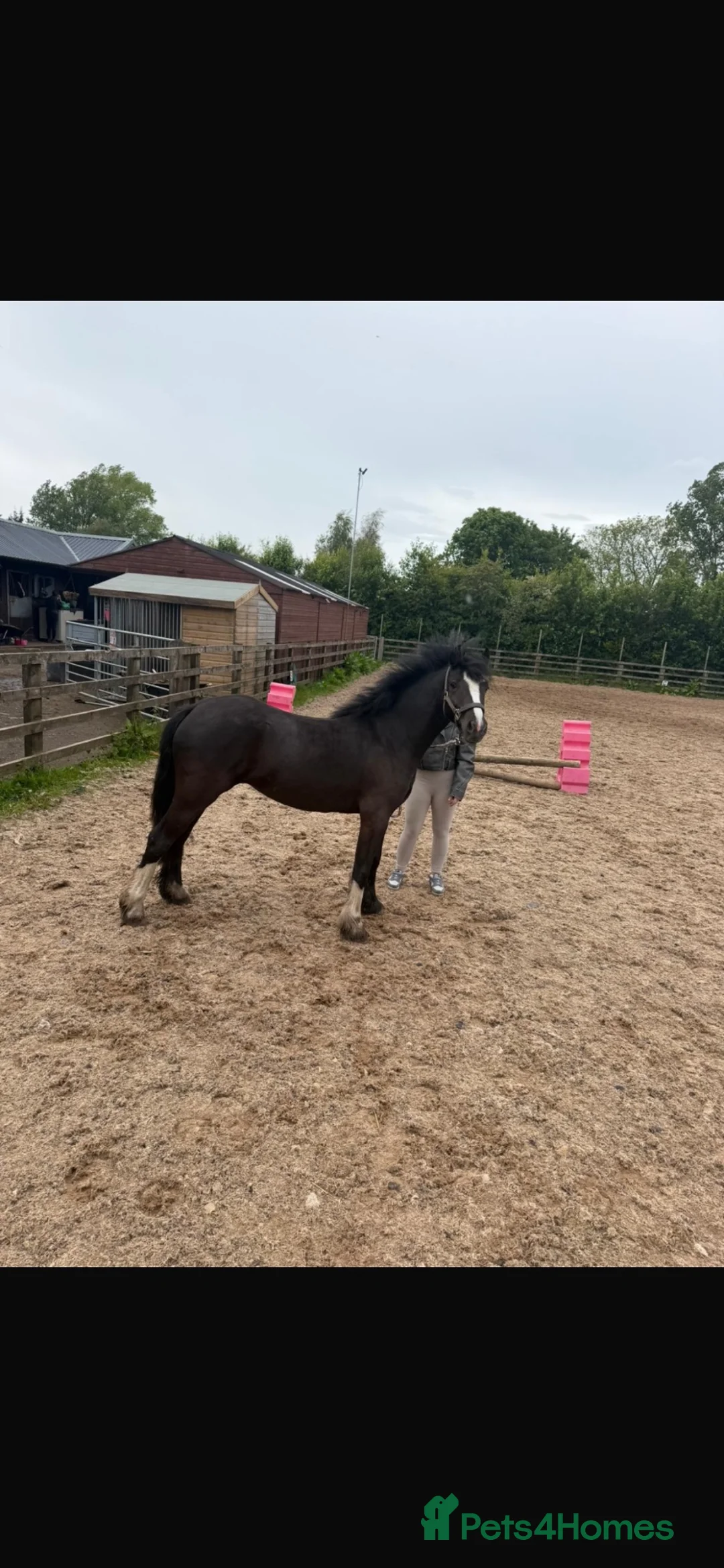 Other Breed horses for sale: Lucky  in Accrington - Advert 2