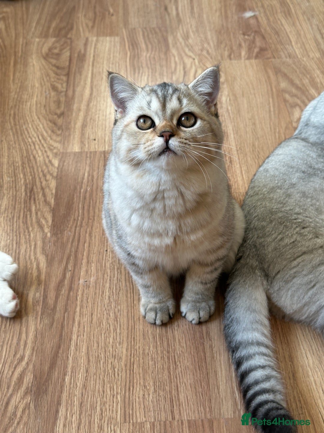British Shorthair cats for sale: Gorgeous British Longhair & Shorthair Kittens - Advert 24