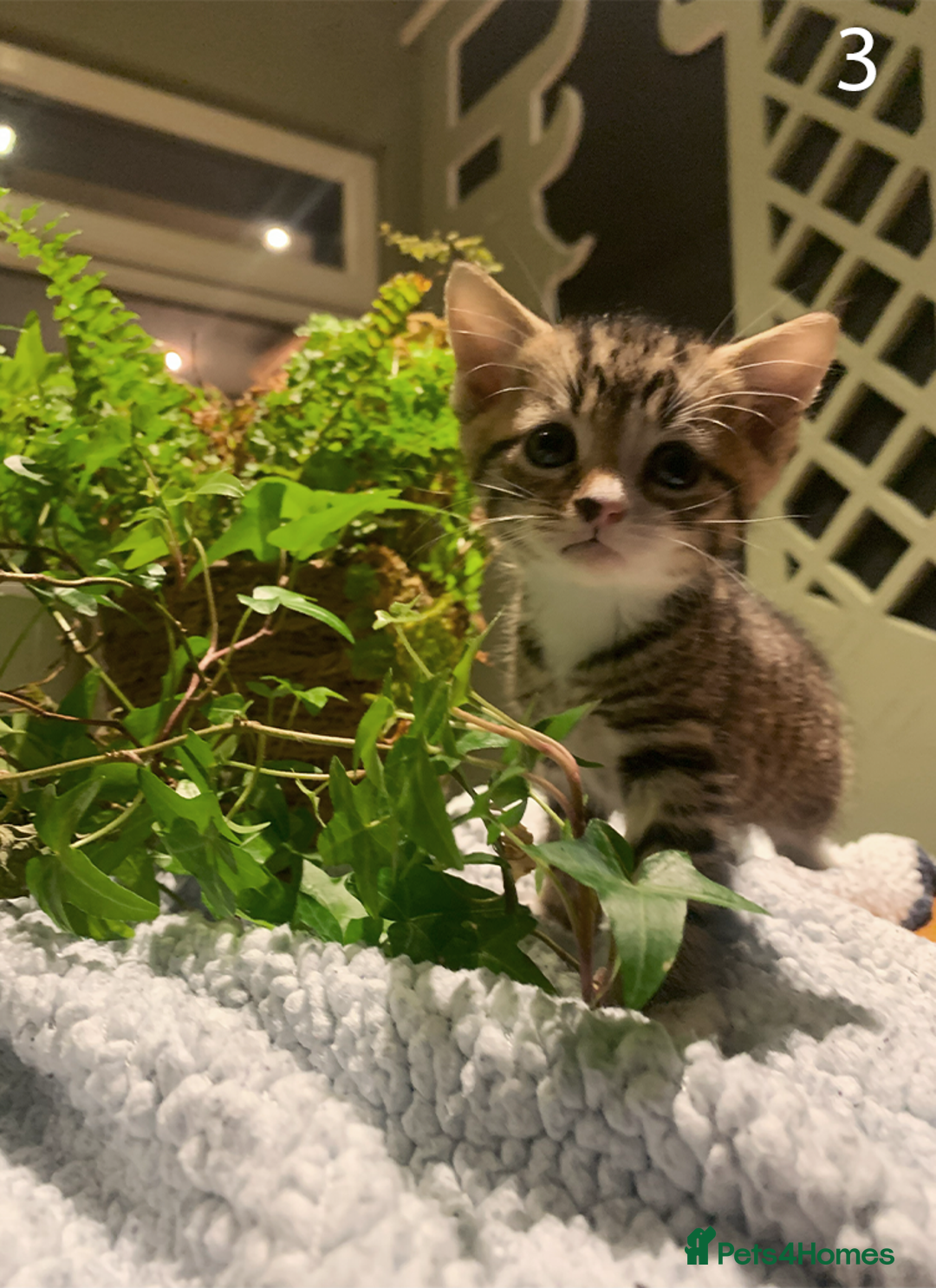 Mixed Breed cats for sale: KITTENS! Batch of cuties for sale in Basinsgtoke - Image 4