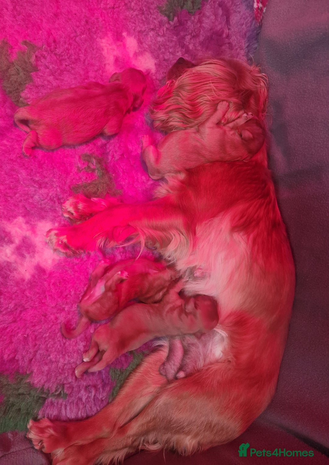 Cavapoo dogs for sale: Beautiful F1 Cavapoo puppies - Image 11