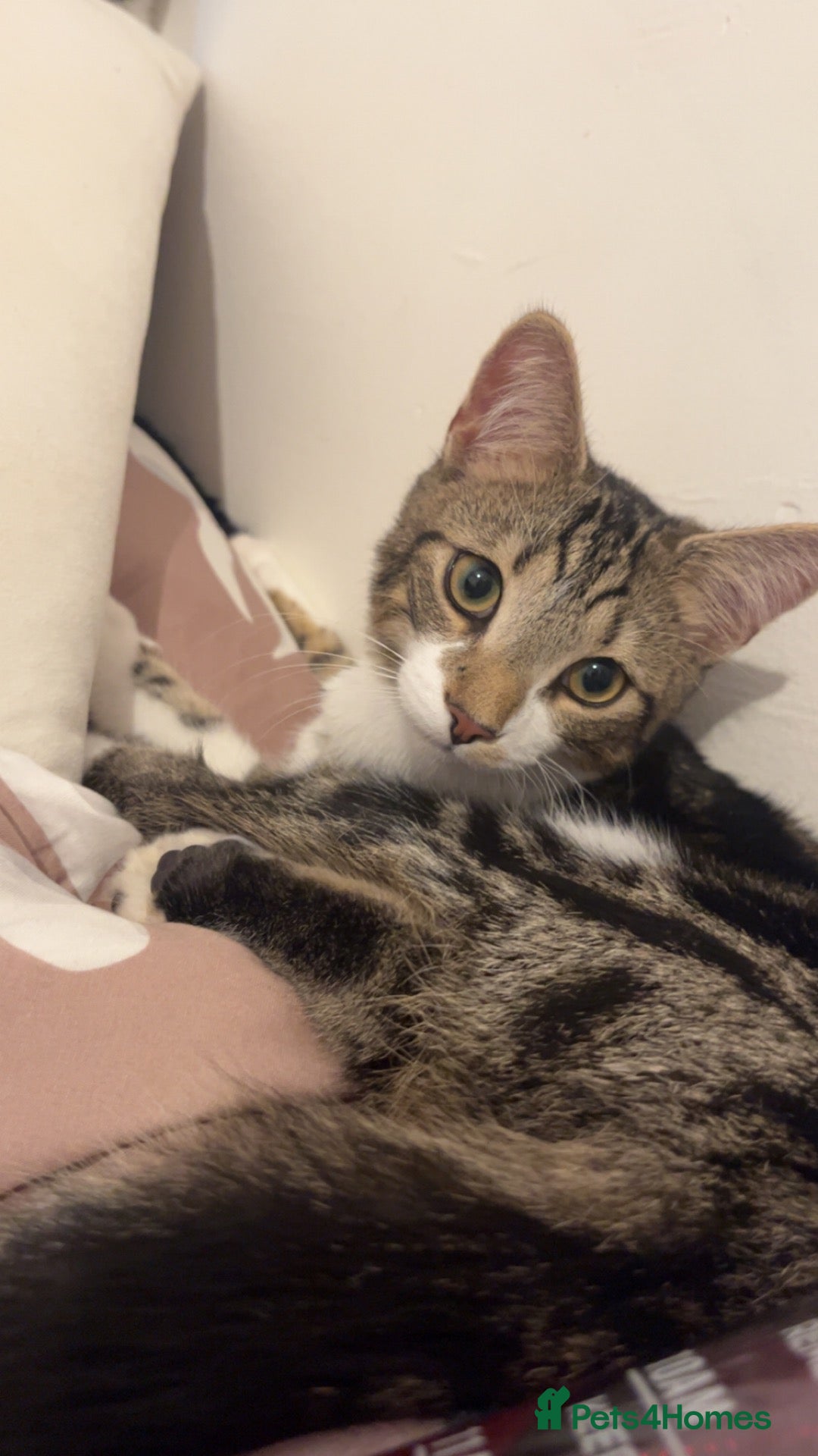 American Shorthair cats Two kittens for sale  - Advert 2
