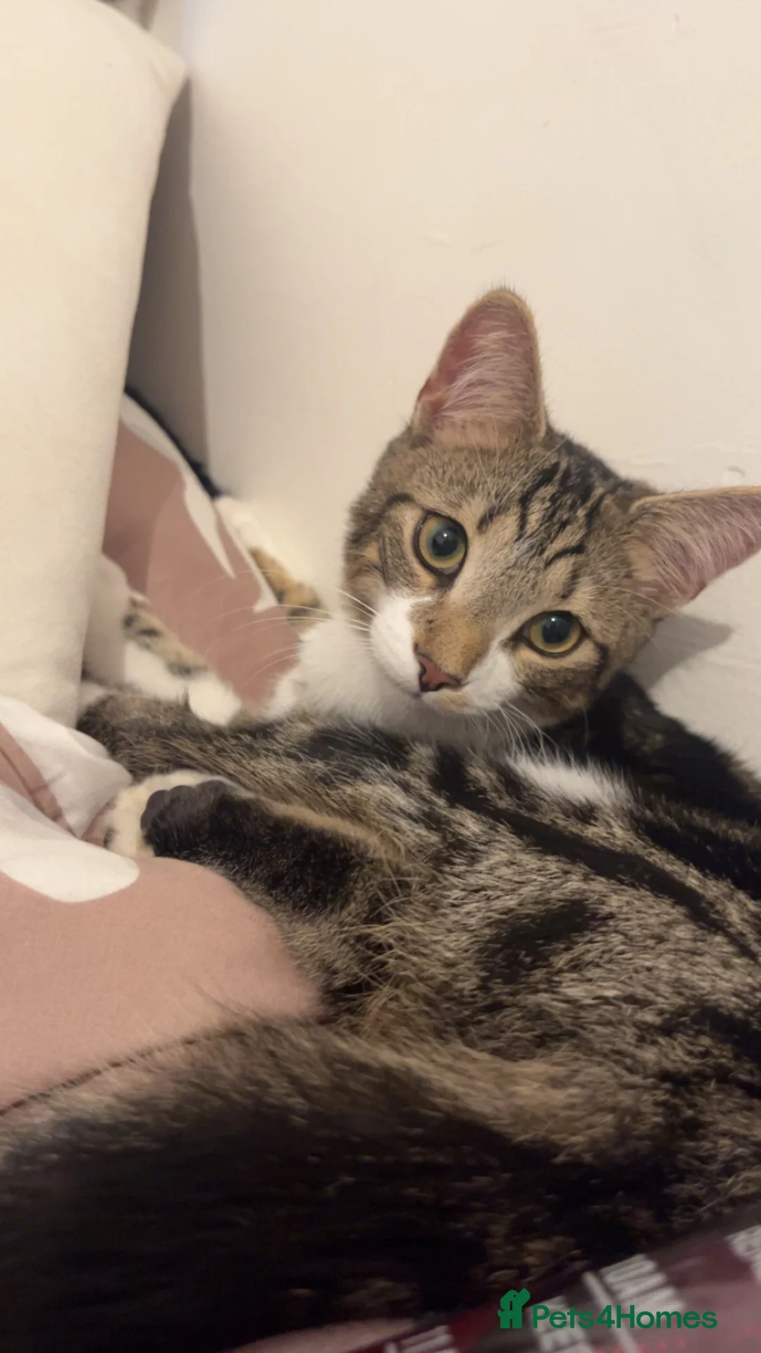 American Shorthair cats for sale: Two kittens for sale  in Manchester - Advert 1