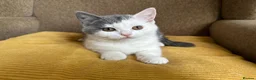 British Shorthair cats for sale: TICA Registered BritishShorthairKittens  Ready now - Advert 20