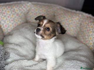 Mixed Breed dogs Stunning miniature toy chiweenie pups male female - Advert 3