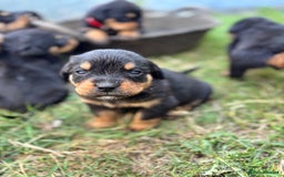 Rottweiler dogs for sale: Chunky Rottweiler puppies for sale  - Image 2