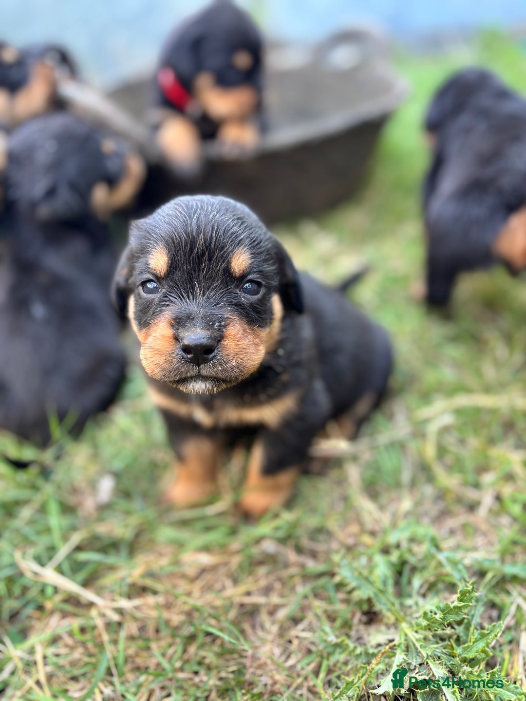 Rottweiler dogs for sale: Chunky Rottweiler puppies for sale  - Image 2