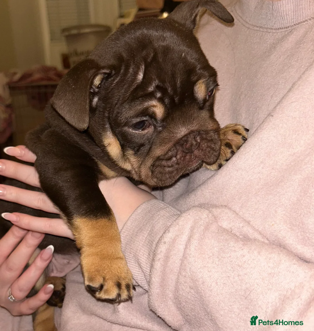 English Bulldog dogs for sale: KOBE X DARLA 5x SMALL COMPACT UNREAL🔥 - Advert 7