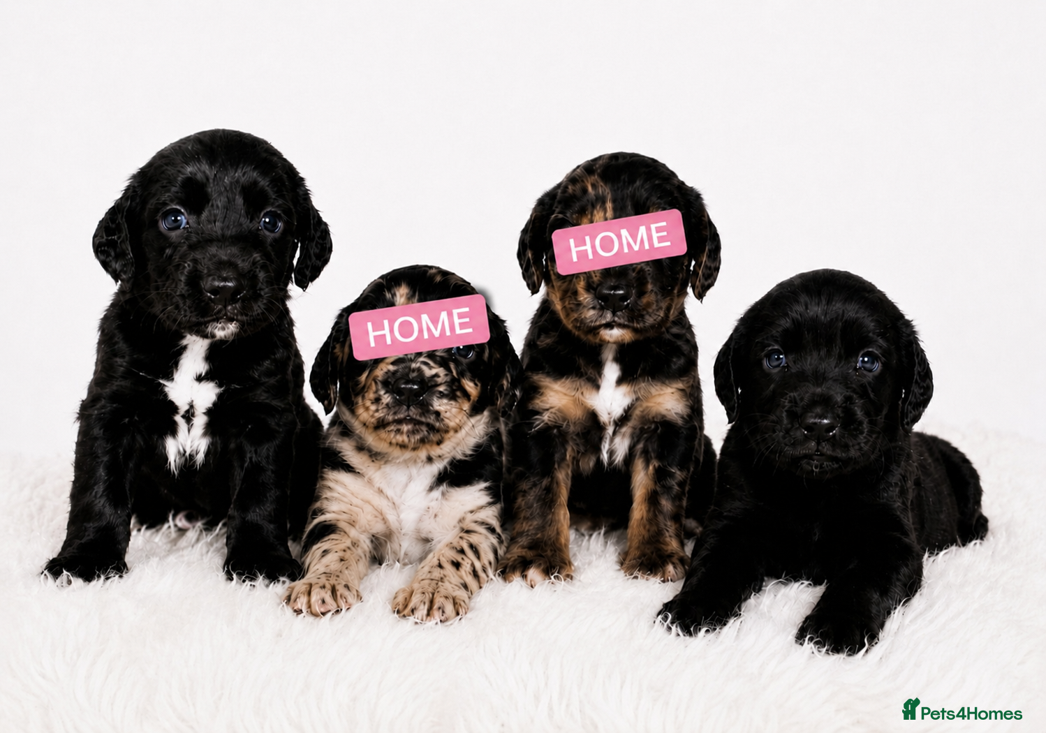 Cocker Spaniel dogs Cocker Spaniels 🐾  - Advert 1