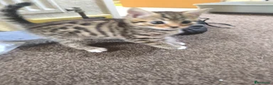 Mixed Breed Kitten 1