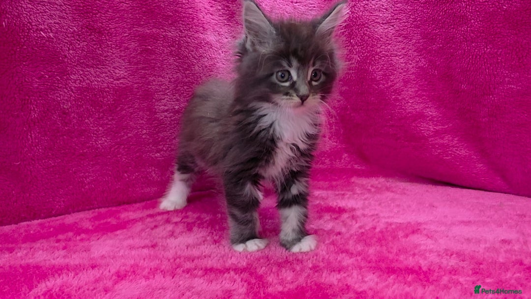 Maine Coon cats for sale: Ready December TICA beautiful Maine Coon Kittens  - Image 6