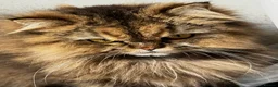 Persian cats for sale: Gccf persian chinchilla male  - Advert 8