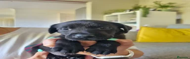 Labrador Retriever 1