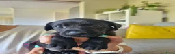Labrador Retriever dogs for sale: Beautiful litter of 8 Black Labrador puppies  - Advert 6