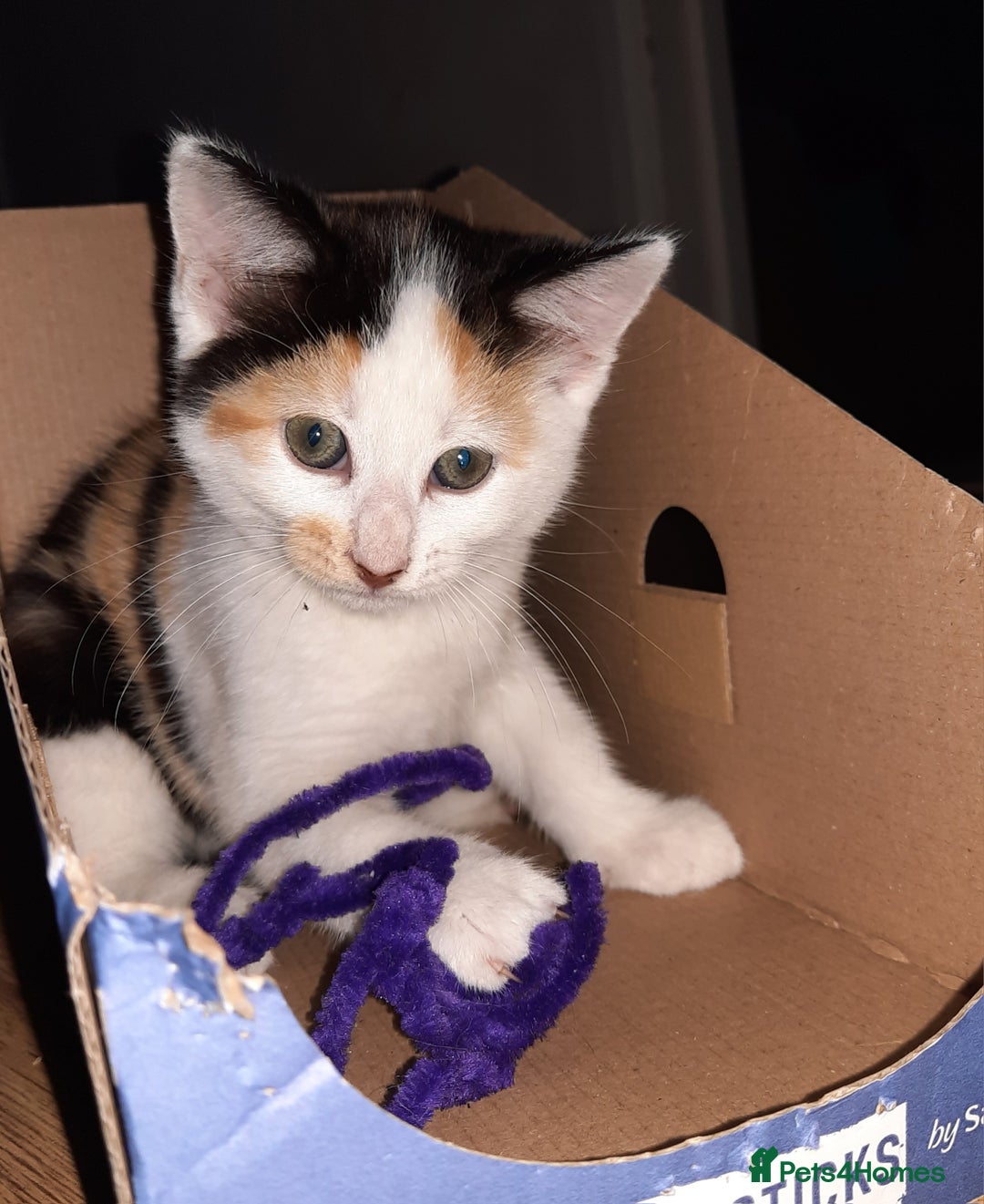Domestic Shorthair cats for sale: Happy kittens ready to share love and joy  - Image 12