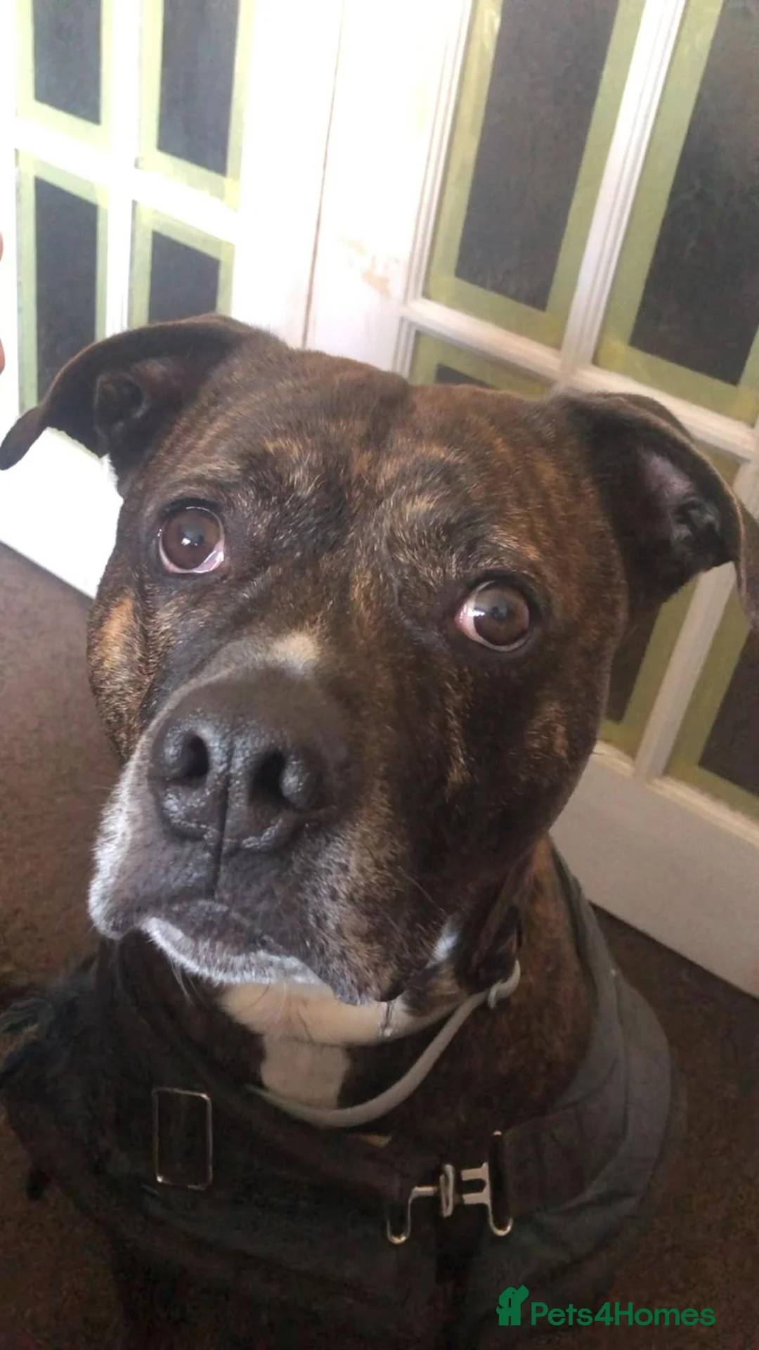 Mixed Breed dogs for sale: For re-home  - Advert 2