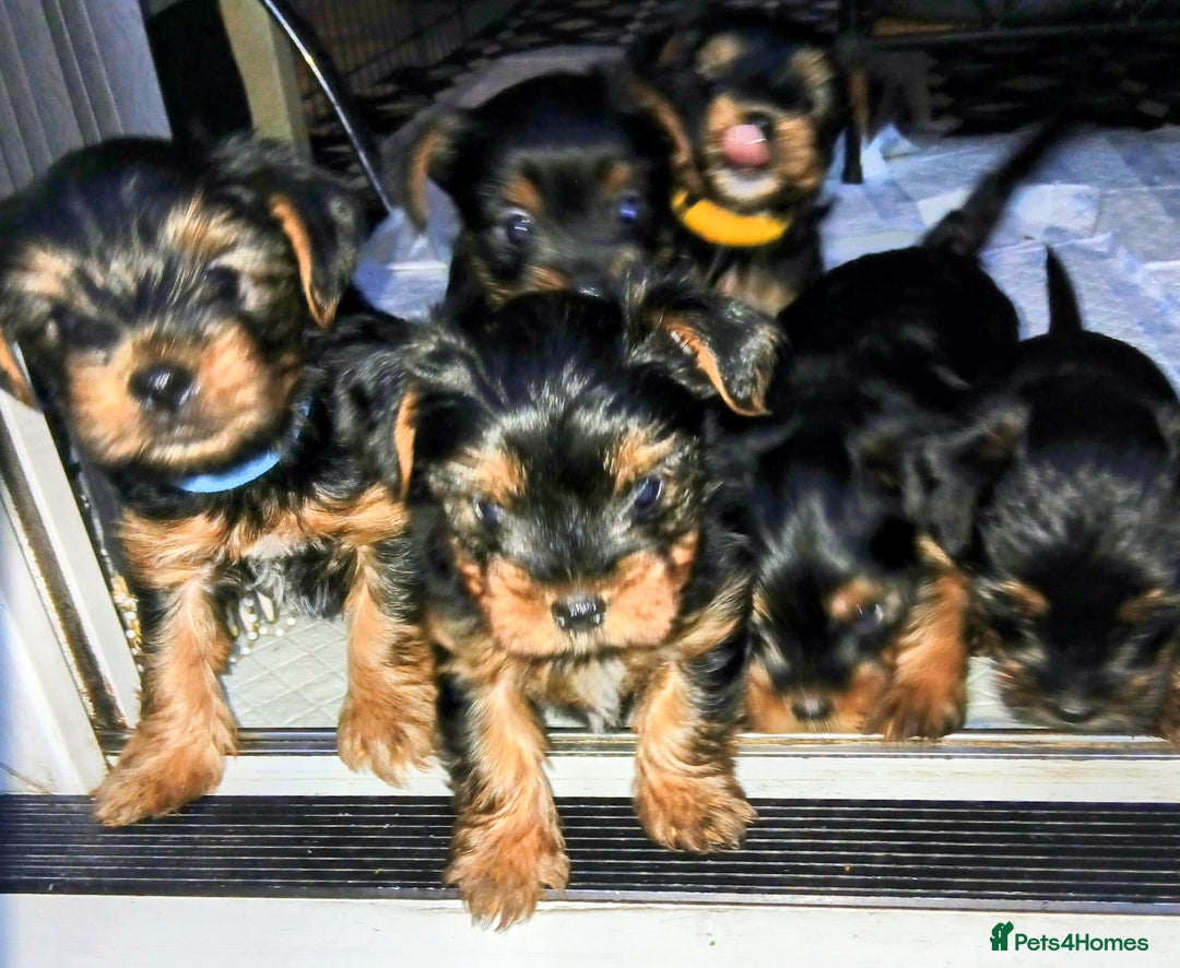 Yorkshire Terrier dogs for sale: Adorable Toy & Minatures! - Advert 2