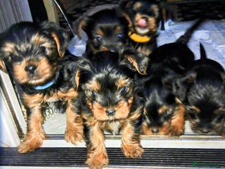 Yorkshire Terrier dogs Anmaco ODIN Adorable Beautiful Toy Boy - Advert 2