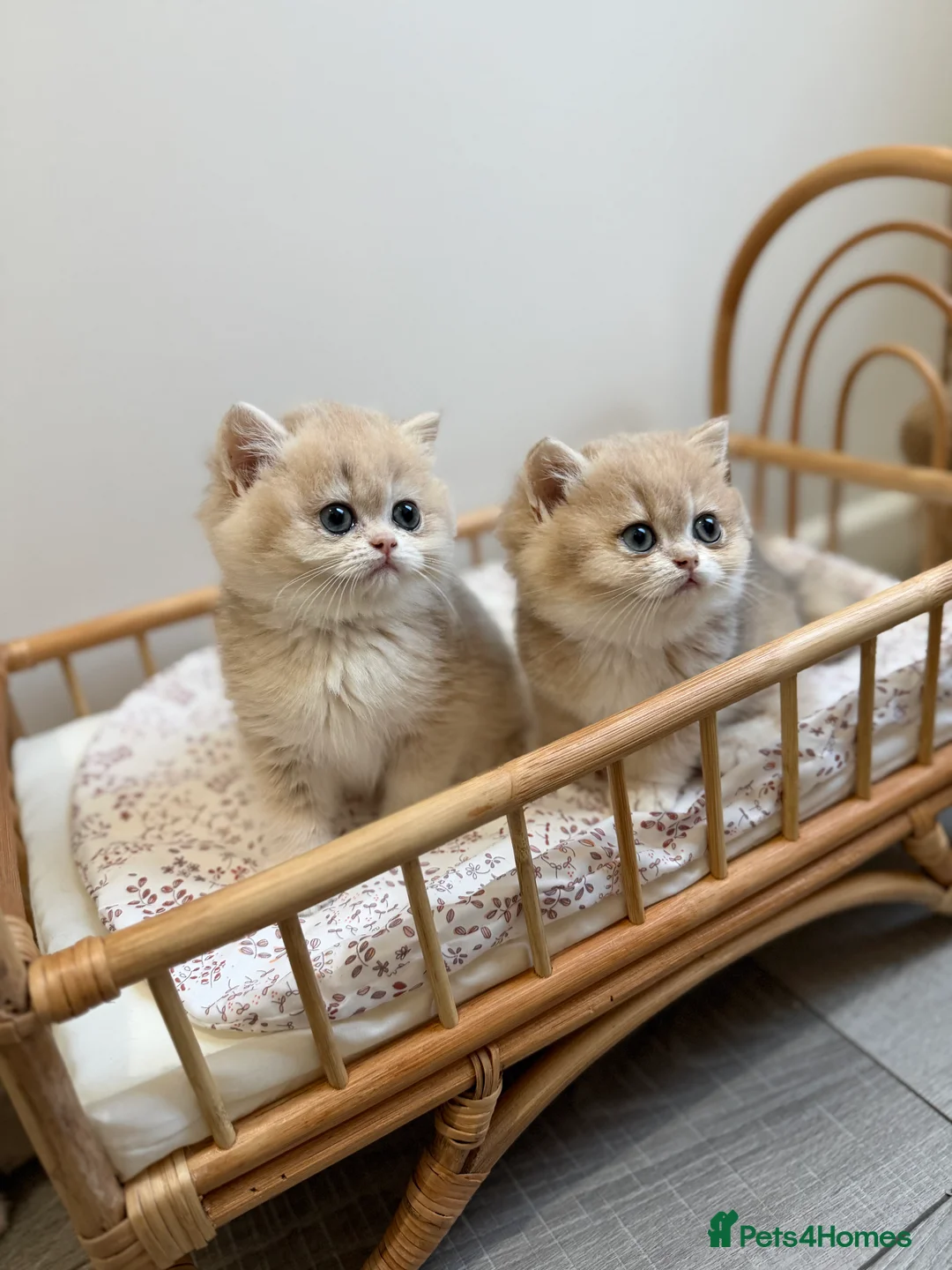 British Shorthair cats for sale: Golden Blue British Shorthair kittens - Advert 21