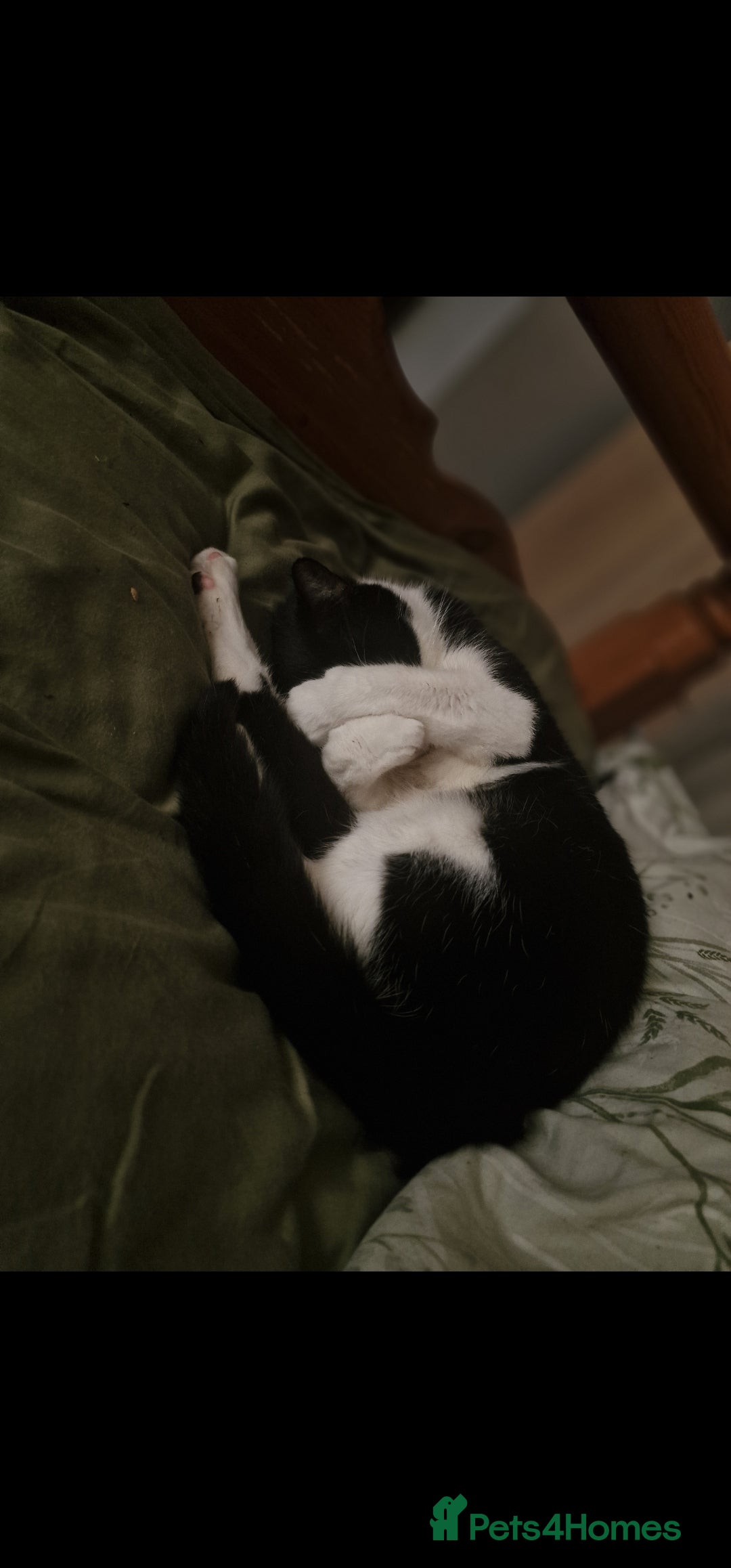 Mixed Breed cats for sale: 2 cats for rehome - Advert 5